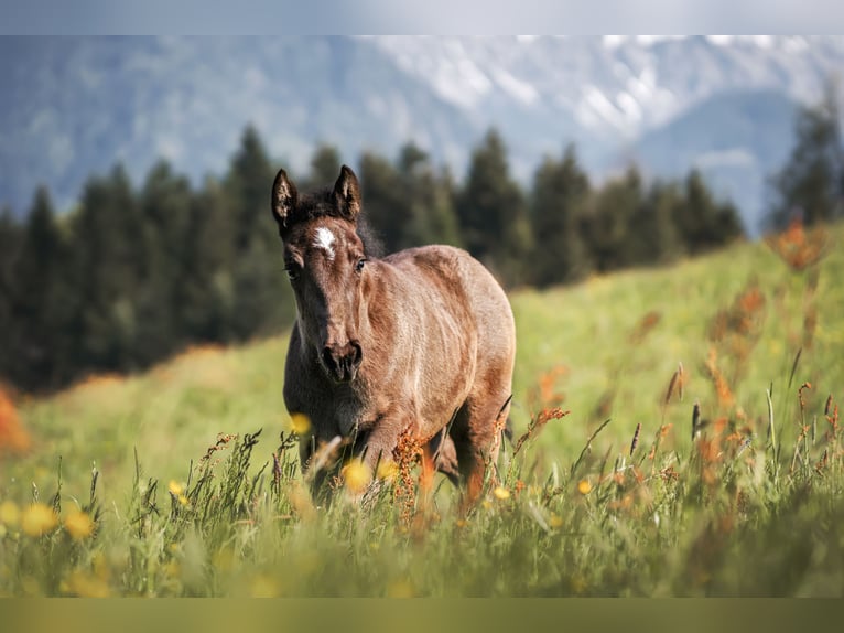 Appaloosa Jument Poulain (04/2024) Noir in Schüpfheim