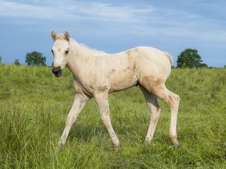 Appaloosa Jument Poulain (05/2026) Palomino in Friedeburg-Marx