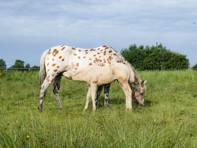 Appaloosa Jument Poulain (05/2026) Palomino in Friedeburg-Marx