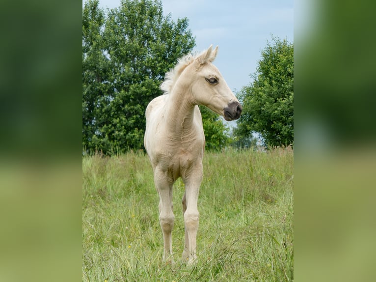 Appaloosa Jument Poulain (05/2026) Palomino in Friedeburg-Marx