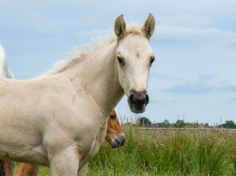 Appaloosa Jument Poulain (05/2026) Palomino in Friedeburg-Marx