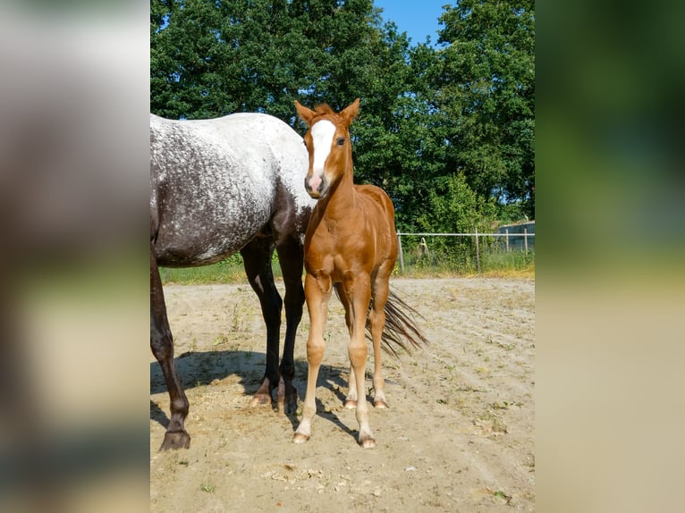 Appaloosa Jument Poulain (05/2026)  in Friedeburg-Marx