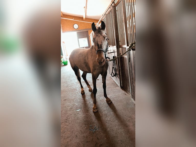 Appaloosa Klacz 10 lat 145 cm Siwa in Nordheim