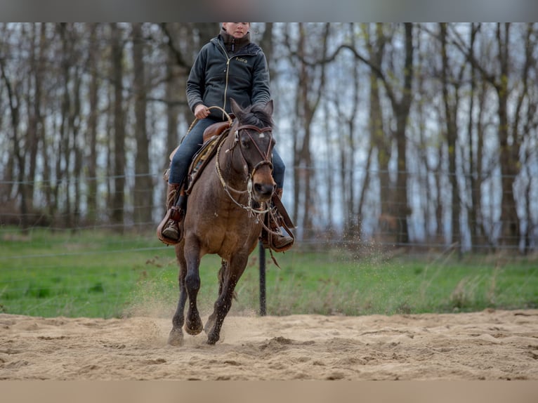 Appaloosa Klacz 10 lat 148 cm in Müglitztal