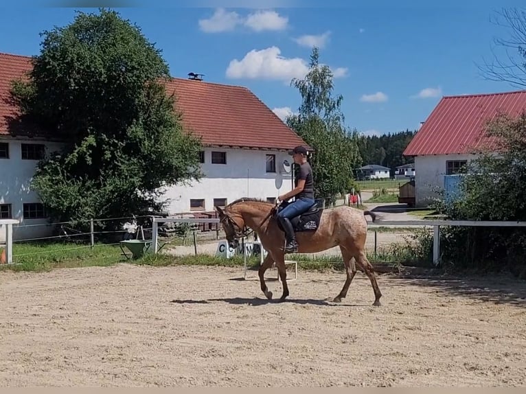 Appaloosa Mix Klacz 10 lat 155 cm in Lamprechtshausen