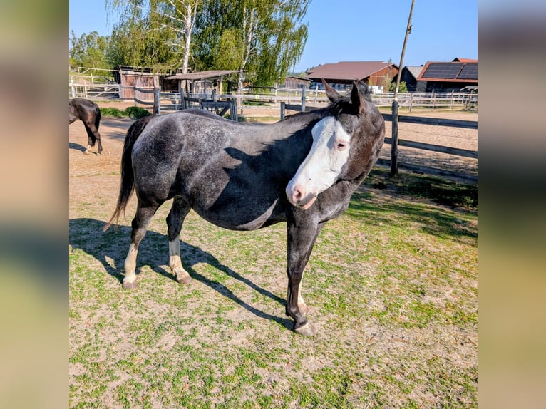 Appaloosa Klacz 10 lat 157 cm Kara in Brand