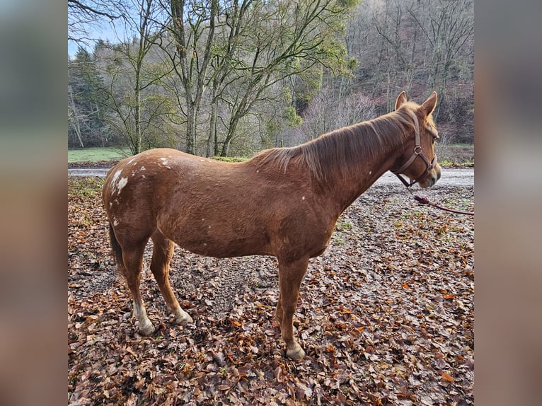 Appaloosa Klacz 10 lat 157 cm Kasztanowata in Rhens