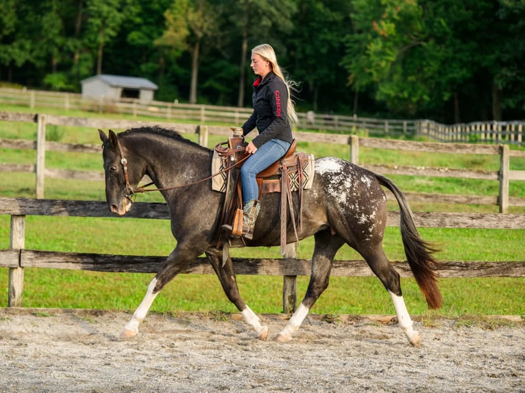 Appaloosa Klacz 10 lat 163 cm  in New Holland