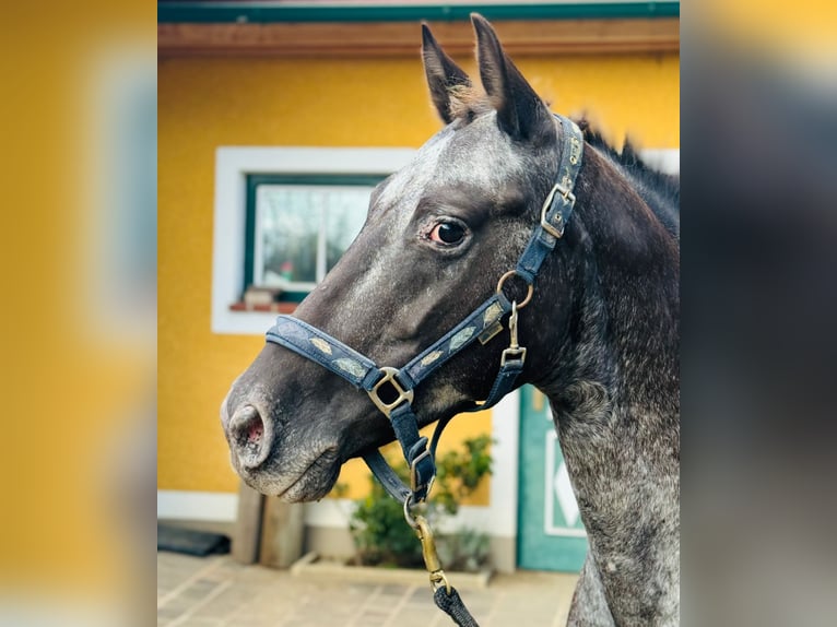 Appaloosa Klacz 11 lat 150 cm in Stattegg