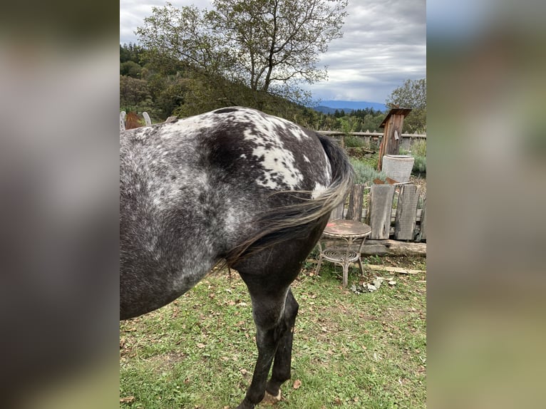 Appaloosa Klacz 11 lat 150 cm in Stattegg