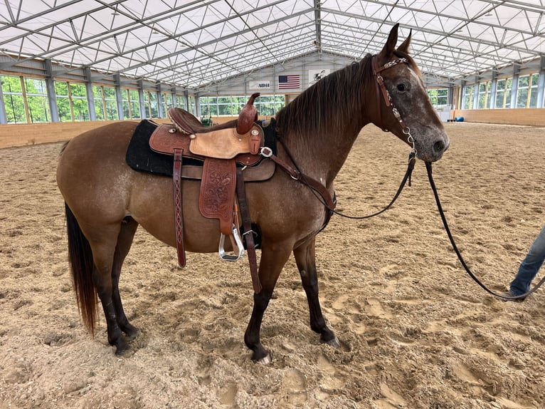 Appaloosa Klacz 11 lat 152 cm Gniada in Columbus