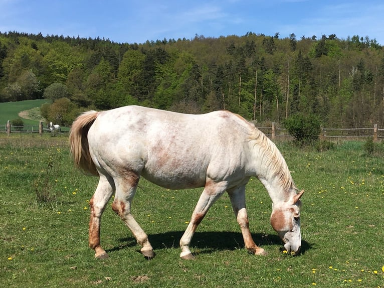 Appaloosa Klacz 11 lat 154 cm Kasztanowata in Jestarbi