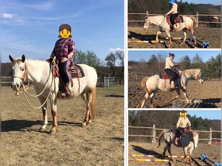Appaloosa Klacz 11 lat 154 cm Kasztanowata in Jestarbi