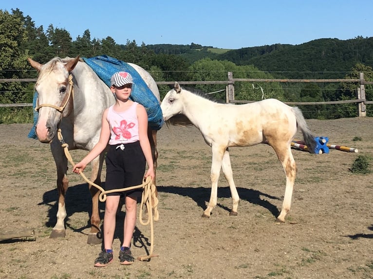 Appaloosa Klacz 11 lat 154 cm Kasztanowatodereszowata in Tišnov