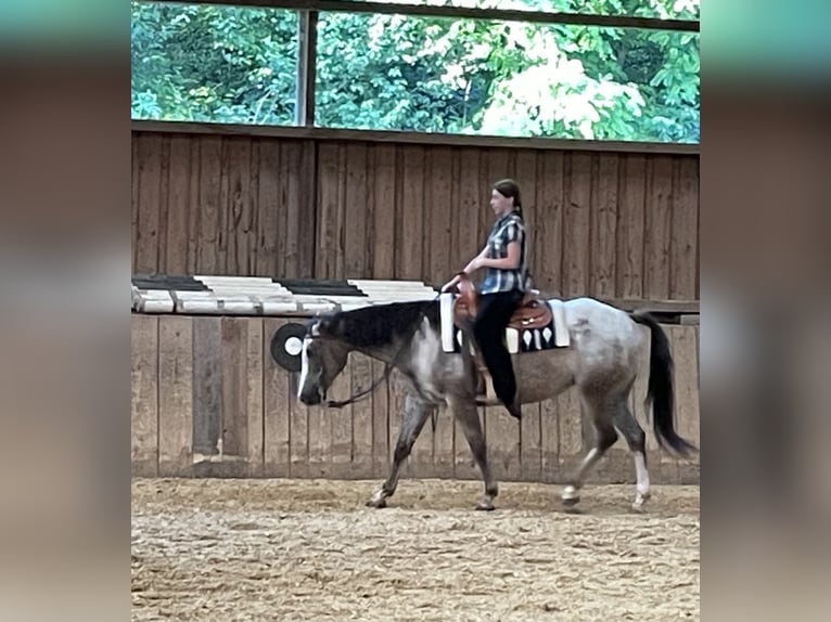 Appaloosa Klacz 11 lat 155 cm Może być siwy in GöppingenGöppingen