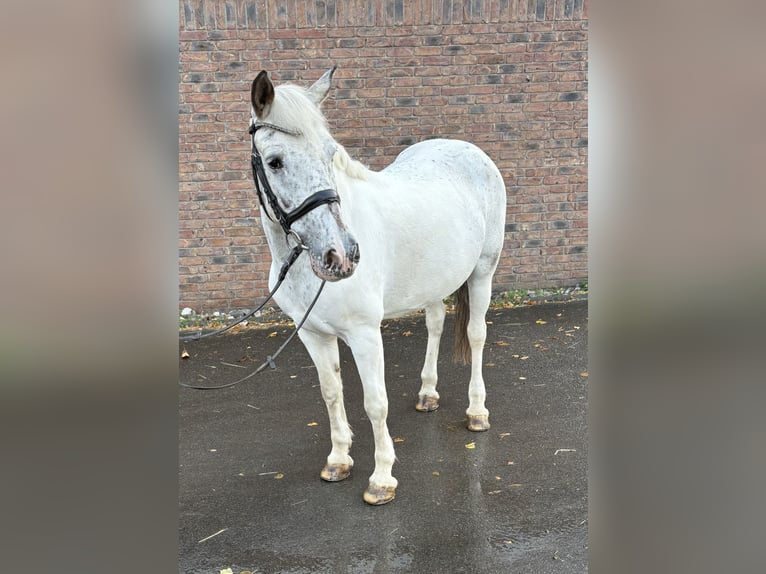Appaloosa Klacz 11 lat 155 cm Siwa w hreczce in Niederkassel