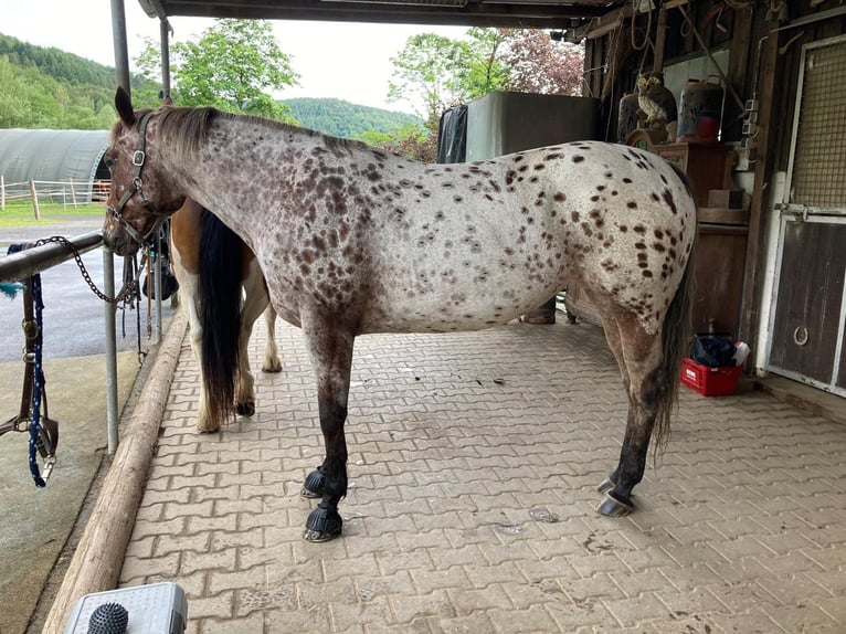 Appaloosa Klacz 11 lat 156 cm Tarantowata in Flörsbachtal