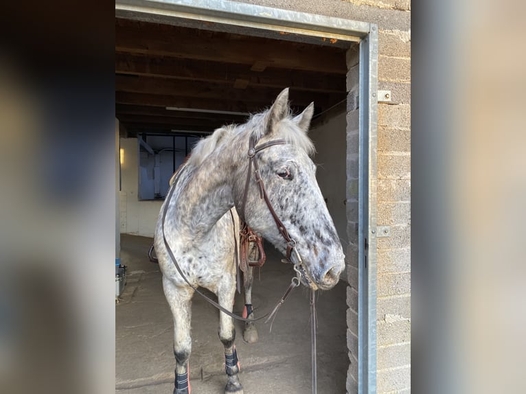 Appaloosa Mix Klacz 11 lat 165 cm Tarantowata in Neunkirchen-Seelscheid