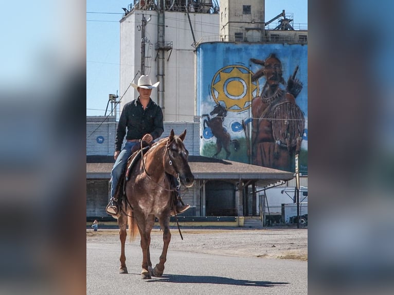 Appaloosa Klacz 12 lat 150 cm Kasztanowatodereszowata in Gainesville, TX