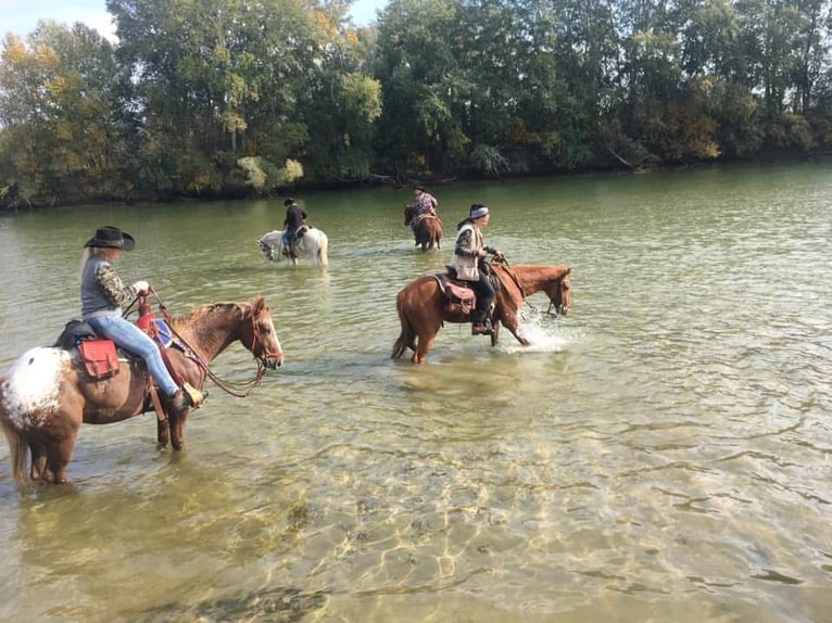Appaloosa Klacz 12 lat 151 cm Ciemnokasztanowata in Tesedikovo
