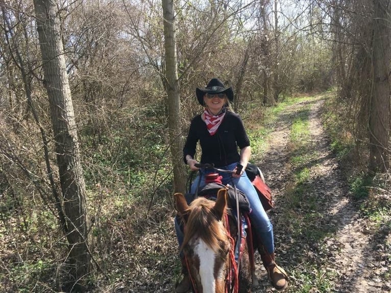Appaloosa Klacz 12 lat 151 cm Ciemnokasztanowata in Tesedikovo