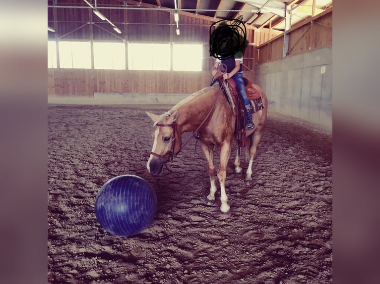 Appaloosa Klacz 12 lat 154 cm Izabelowata in TammTamm