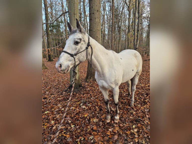 Appaloosa Klacz 12 lat 155 cm  in Neumünster