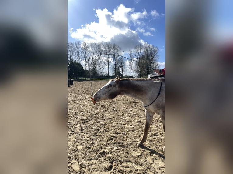 Appaloosa Klacz 12 lat 155 cm Kasztanowata in Lichtervelde