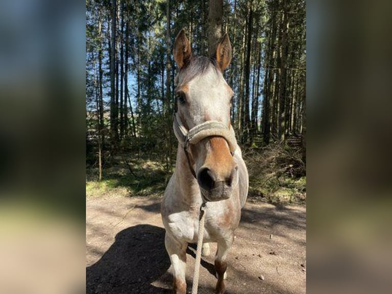 Appaloosa Klacz 12 lat 165 cm Formy Brown Falb in Taufkirchen