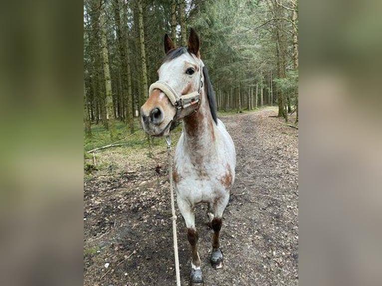 Appaloosa Klacz 12 lat 165 cm Formy Brown Falb in Taufkirchen