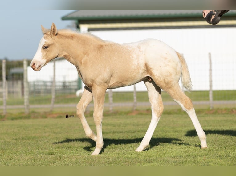 Appaloosa Klacz 12 lat 165 cm Kara in Whitesboro