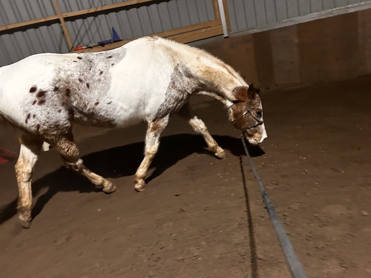 Appaloosa Klacz 12 lat in Krautscheid