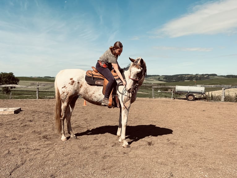 Appaloosa Klacz 12 lat in Krautscheid