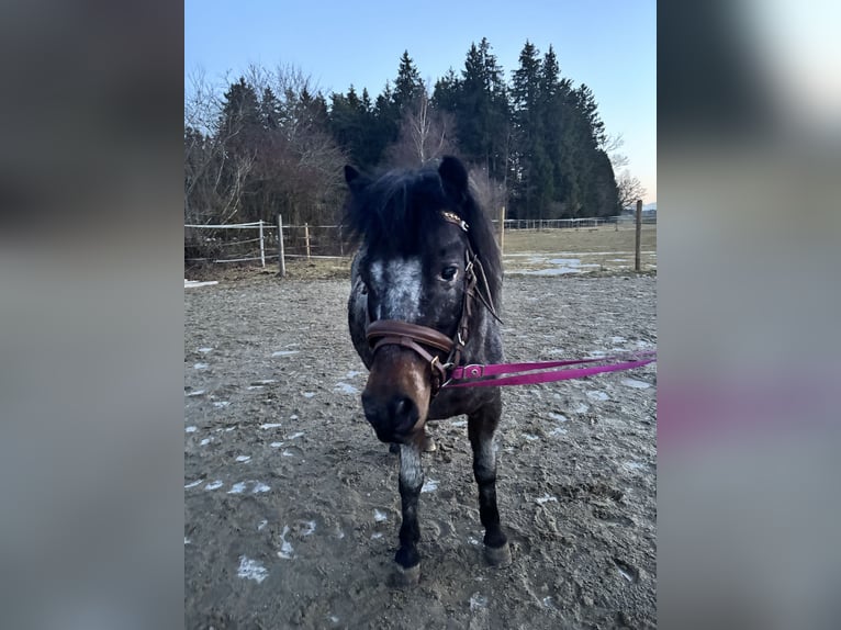 Appaloosa Mix Klacz 13 lat 120 cm Tarantowata in Denklingen