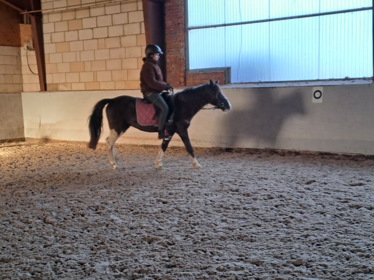 Appaloosa Klacz 13 lat 133 cm Tobiano wszelkich maści in Schapen