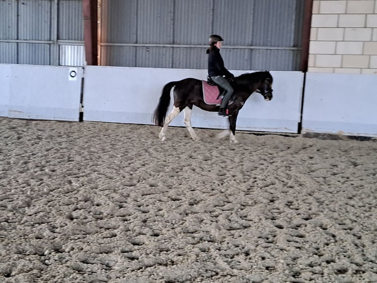 Appaloosa Klacz 13 lat 133 cm Tobiano wszelkich maści in Schapen