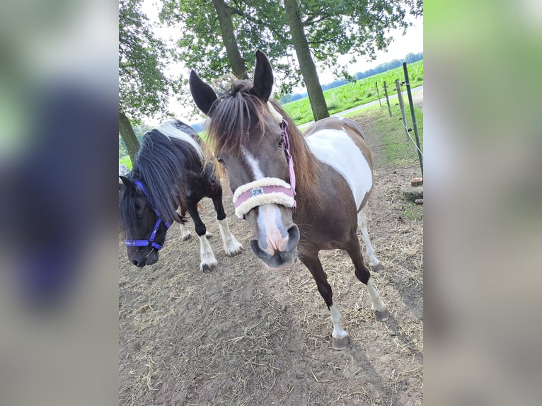 Appaloosa Klacz 13 lat 133 cm Tobiano wszelkich maści in Schapen