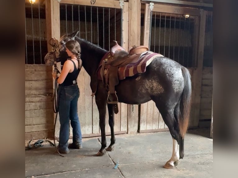 Appaloosa Klacz 13 lat 145 cm Kara in Granby, CT