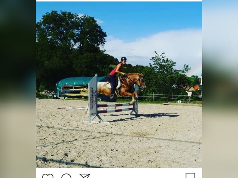 Appaloosa Mix Klacz 13 lat 146 cm Kasztanowatodereszowata in Klettgau