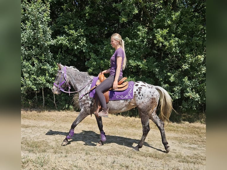 Appaloosa Klacz 13 lat 148 cm Tarantowata in Linkenbach