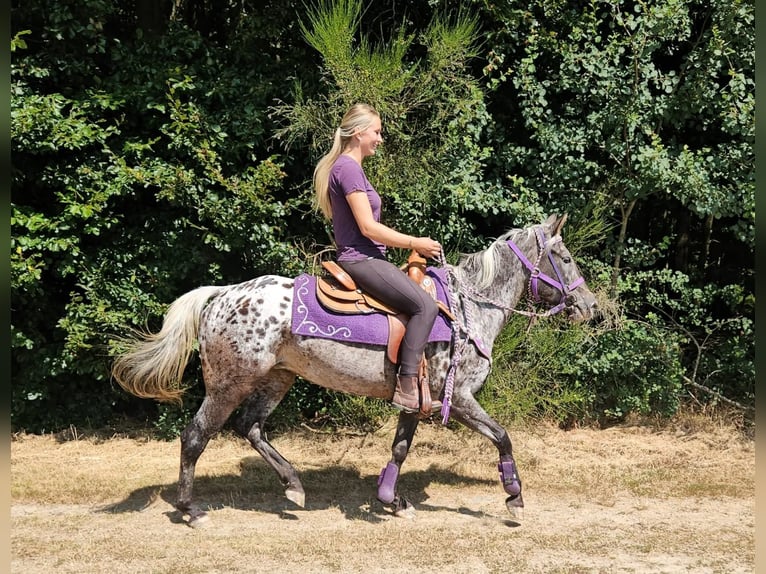 Appaloosa Klacz 13 lat 148 cm Tarantowata in Linkenbach