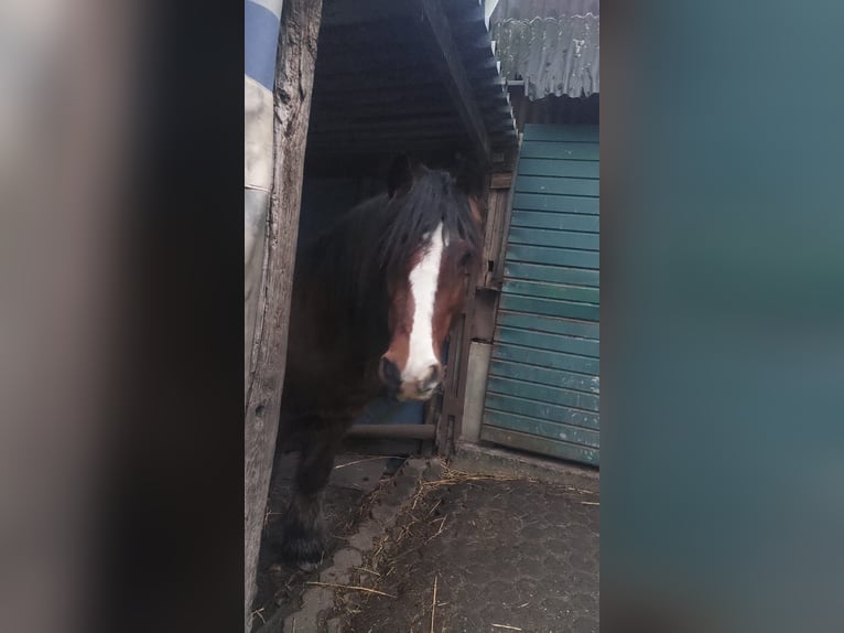 Appaloosa Klacz 13 lat 149 cm Srokata in Hürth