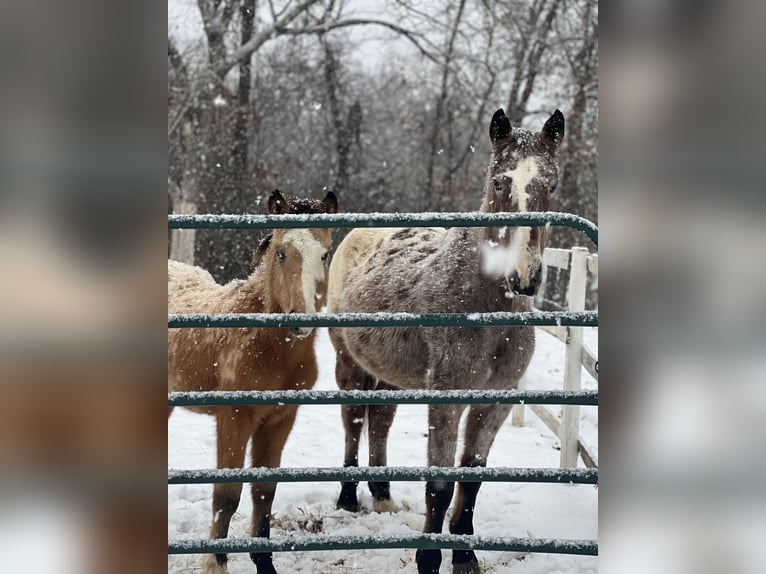 Appaloosa Klacz 13 lat Siwa in Bloomfield