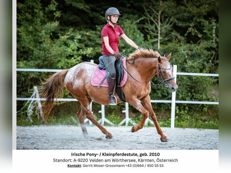 Appaloosa Mix Klacz 14 lat 142 cm in Velden