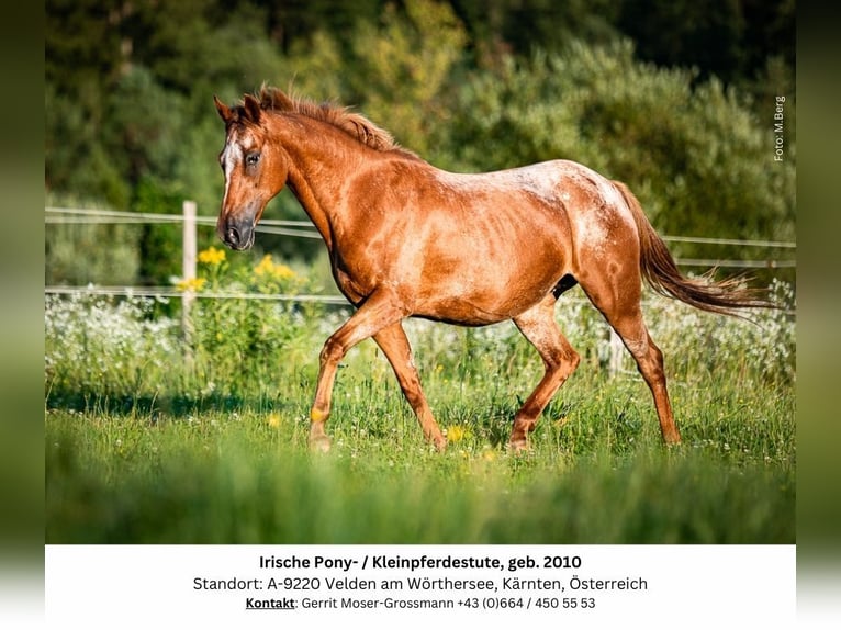 Appaloosa Mix Klacz 14 lat 142 cm in Velden