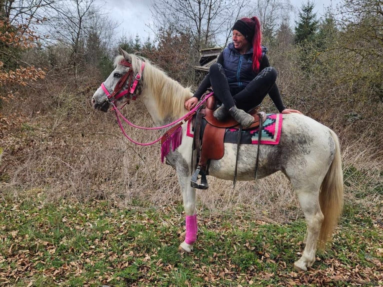 Appaloosa Klacz 14 lat 148 cm Srokata in Linkenbach