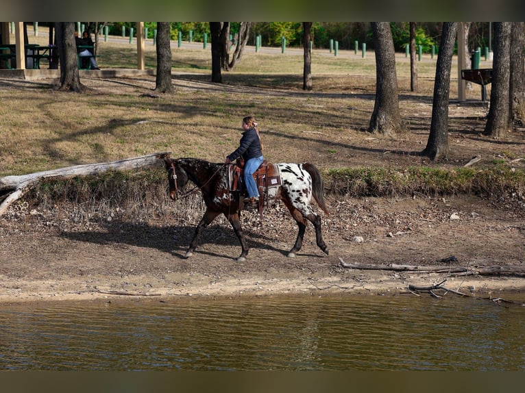 Appaloosa Klacz 14 lat 152 cm in Forney