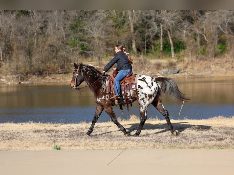 Appaloosa Klacz 14 lat 152 cm in Forney