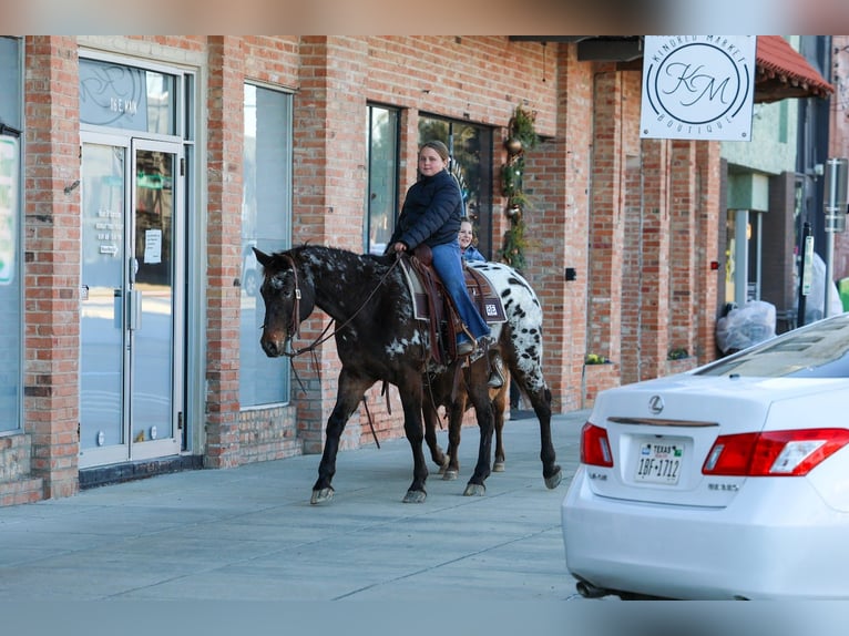 Appaloosa Klacz 14 lat 152 cm in Forney