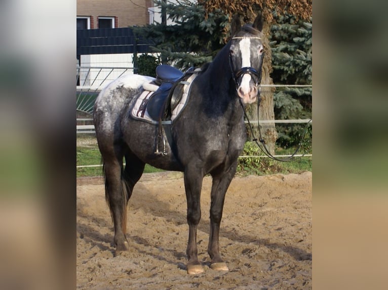 Appaloosa Klacz 14 lat 154 cm Tarantowata in Velpke